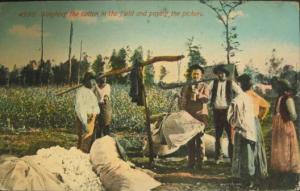 BLACK AMERICANA Cotton Scene c1910 Postcard