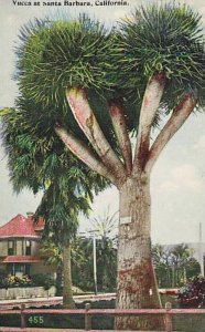 California Santa Barbara Yucca