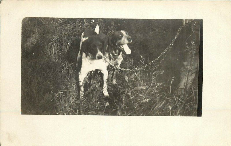 c1910 RPPC Postcard 2 Hunting Hound Dogs, German Shorthair? Unknown US Location