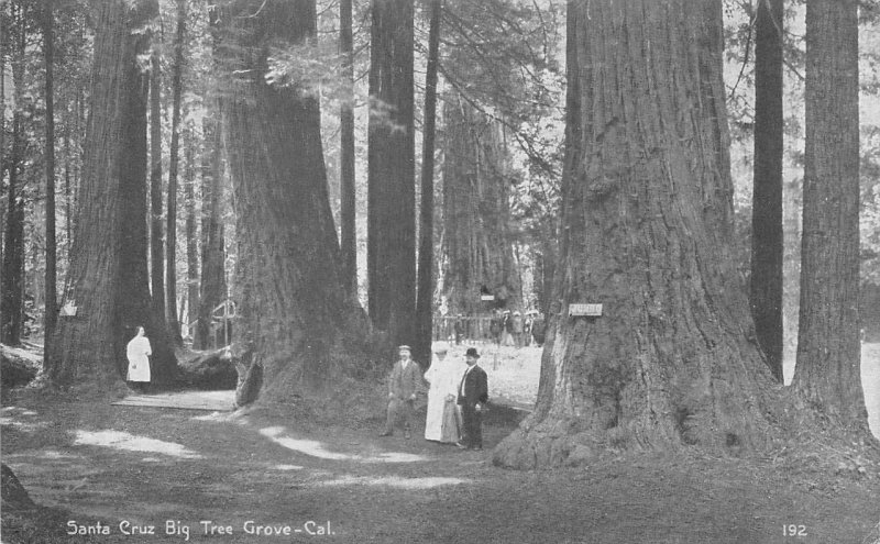 Santa Cruz Big Tree Grove, California Redwoods ca 1910s Vintage Postcard