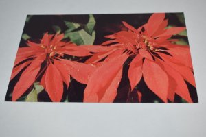 Poinsettias Texas Postcard DB-370 88298 Dexter Press