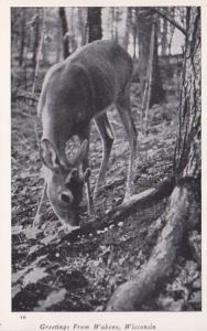 Wisconsin Greetings From Wabeno With Deer Real Photo