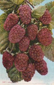 Loganberries Fruit by Edward Mitchell