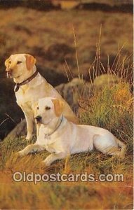 Yellow Labradors Salmon Watercolour Dog Unused 