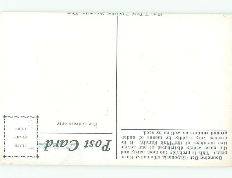 c1910 Beautiful Large signed BOUNCING BET FLOWERS AC4893