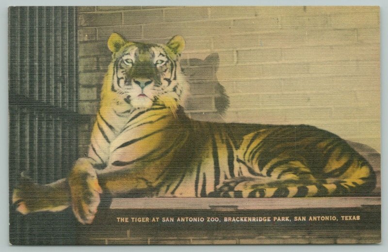 San Antonio Zoo Texas~Brackenridge Park Tiger~c1910 Postcard