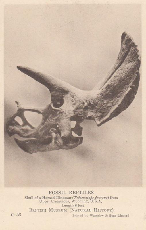 Horned Dinosaur Triceratops Prorsus Skull USA Fossil Reptile Antique Postcard