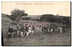 Old Postcard Madagascar How one makes travel Ostriches