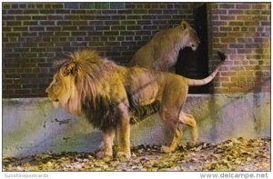 Canada Calgary African Lions Boy & Cindy The Calgary Zoo