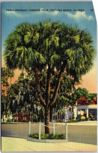 Daytona Beach Florida FL, Three-Pronged Cabbage Palm Tree, Vintage Postcard