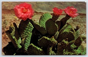 Postcard Magenta Beaver Tail Cactus Desert Southwest Souvenir Unposted