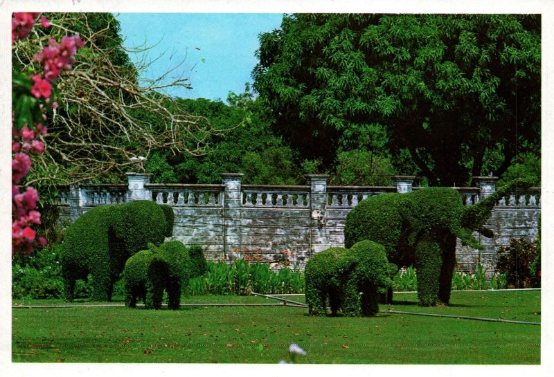 VINTAGE CONTINENTAL SIZE POSTCARD ELEPHANTS SHAPED BY PLANTS AYUDHYA THAILAND