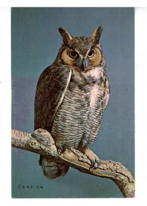 Birds - Great Horned Owl