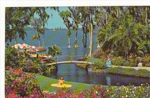 Rustic Bridge Roses And Bougainvillea At Cypress Gardens Florida 1965