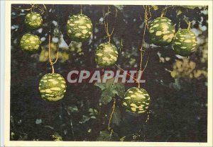 Modern Postcard Senegal Adenopas breviflorus