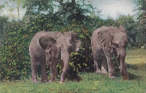 Pair Of East African Elephants New York Zoological Park