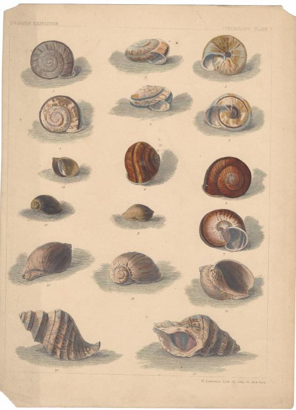 Snails Shells Conch US Cmdr Perry Japan Expedition Lithograph Conchology Plate V