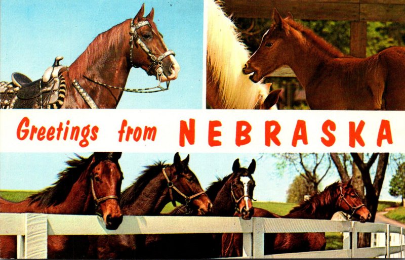 Nebraska Greetings With Horses