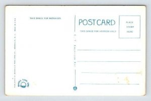 Black Americana Waiting for a Bite in Florida - Alligator Postcard