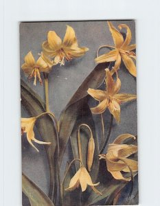 M-199657 Rocky Mountain Wildflowers