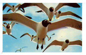 Birds - Sea Gulls in the Gulf of Mexico Region