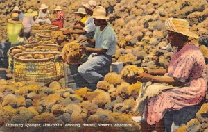 Trimming Sponges Nassau in the Bahamas Unused 