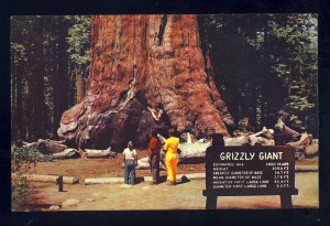Yosemite National Park, California/CA Postcard, Grizzly Giant, Mariposa Grove