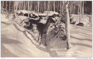 RP: Northwoods Deer , Northern Michigan  , 30-40s