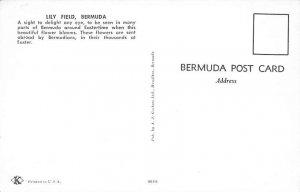 Lily Field Bermuda Postcard