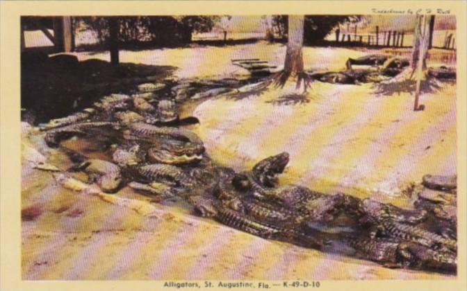 Florida St Augustine Alligators At The Alligator Farm