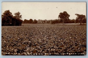 1911 The Lotus Lilly On The Toledo Beach Line Toledo OH RPPC Photo Postcard