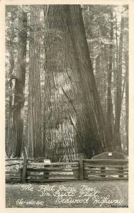 1940s Flat Iron Tree Bull Flat Redwood Highway CALIFORNIA Postcard RPPC 8785