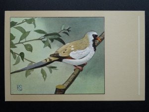 Bird Theme CAPE DOVE c1950s Postcard by P. Sluis Series 6 No.69