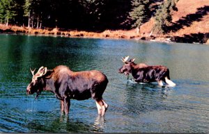 Canada Banff National Park The Moose 1967