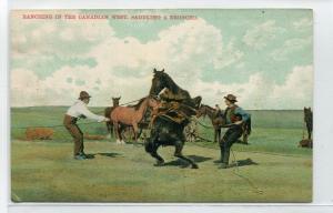 Saddling Bronco Horse Cowboy Canadian West Canada 1910c postcard