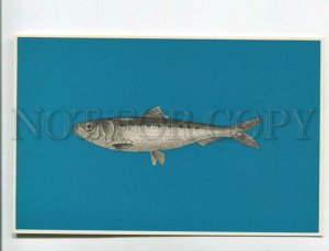 471317 USSR advertising of frozen fish for export Prodintorg Sardinops Old