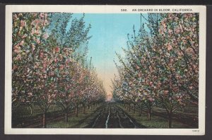 California An Orchard in Bloom - July 2, 1928 ~ WB