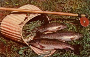 Fishing Day's Catch Western Beauties Mountain Trout 1950