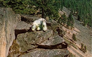 Rocky Mountain Goat