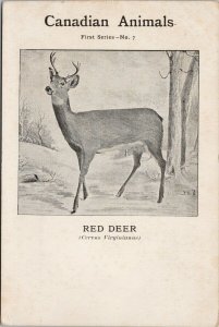 Red Deer Canadian Animals First Series No. 7 Ottawa Agency Co. Postcard F77