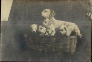 Litter of Puppy Dogs & Mama Breed? Red Bank NJ 1909 Cancel RPPC