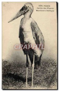 Old Postcard Paris Marabout Garden Plants & # 39Afrique