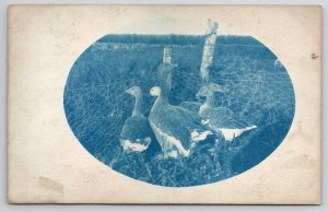 RPPC Cyanotype Goodwin SD South Dakota Beautiful Geese Real Photo Postcard H48