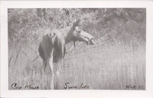 Moose Swan Lake Wells BC British Columbia Real Photo Postcard H30