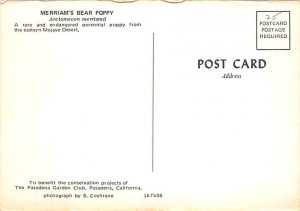 Merriam'E Bear Poppy, Arctomecon Merriamil  