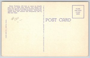 Linen~Washington Toothpicks Timber Squares~Vintage Postcard