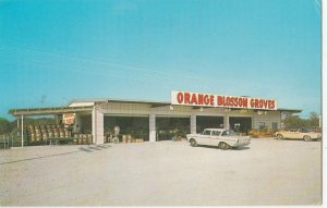 CLEARWATER , Florida , 1950-60s ; ORANGE Blossum Groves Store