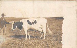 Black and White Photo Cow Writing on back 