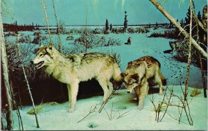 Wolves Regina SK Saskatchewan Museum of Natural History RD Symons Postcard F85