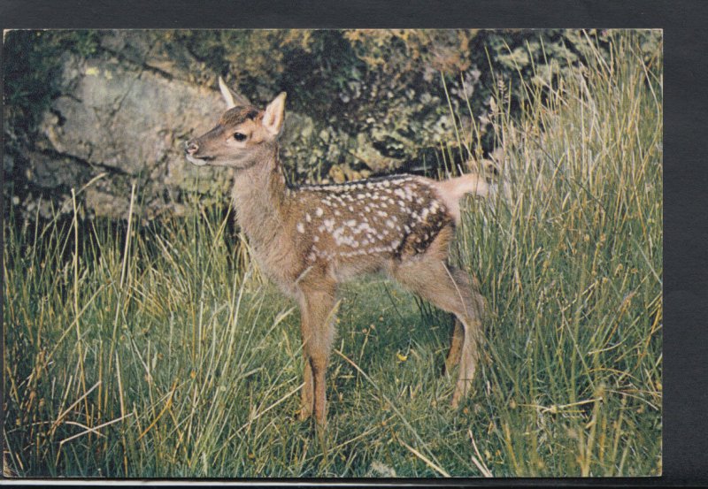 Animals Postcard - A Young Red Deer    RR3265